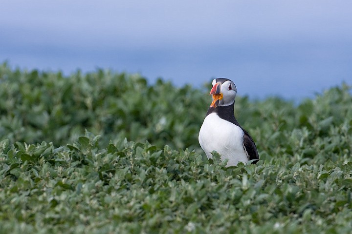 Papageitaucher Fratercula arctica Atlantic Puffin